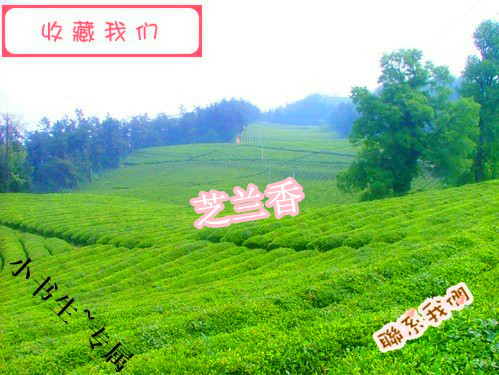 凤凰单枞茶 芝兰香 凤凰茶 单丛茶 500克 包邮