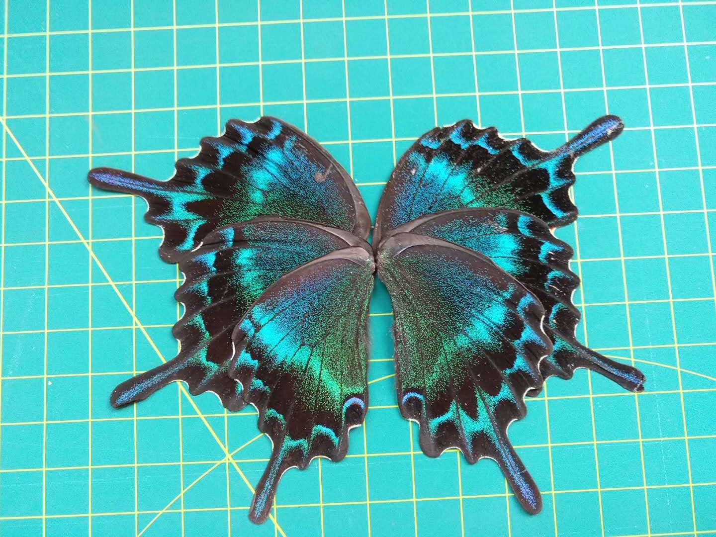 售罄 冬子的御花园  绿带翠凤蝶翅膀 夏型 蝴蝶翅膀 diy配件