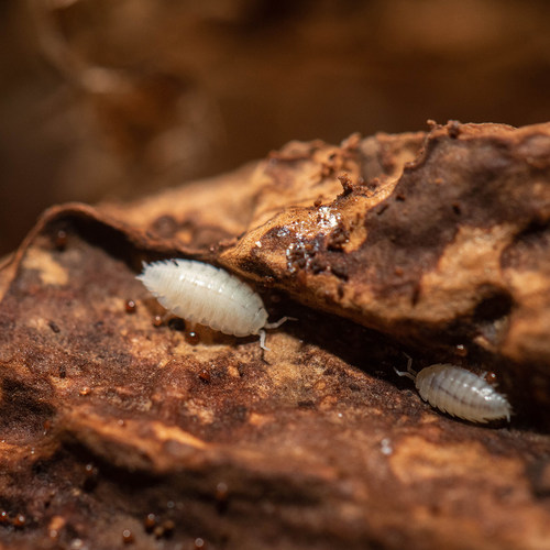 白侏儒鼠妇Trichorhina tomentosa