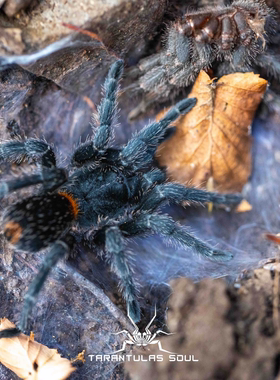 智利火焰Homeomma chilensis 3l幼体 捕鸟蛛