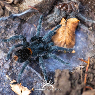 智利火焰Homeomma chilensis 3l幼体 捕鸟蛛