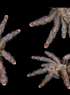 巴西黄斑粉趾 5L 宠物蜘蛛 TS爬魂 Avicularia rufa