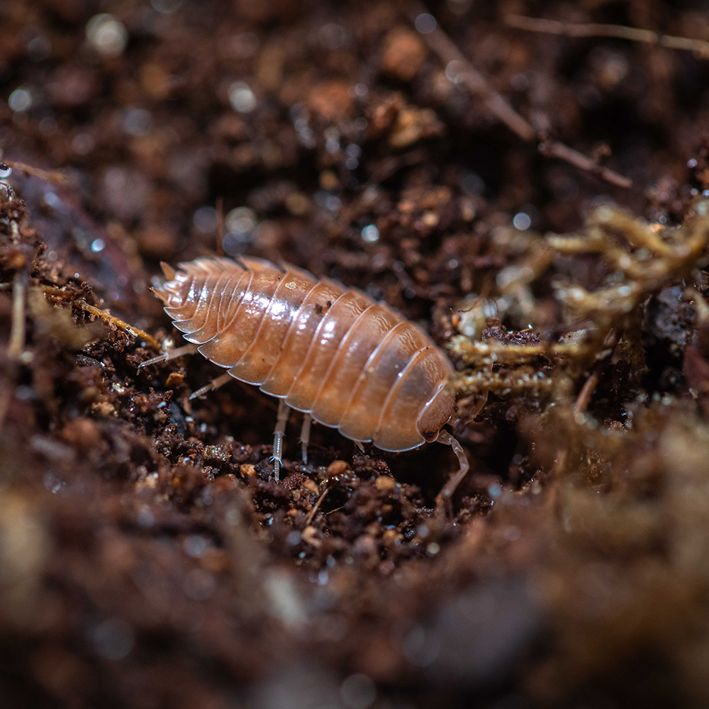 橘色光滑鼠妇Porcellio laevis orange潮虫西瓜虫宠物一组10只-封面