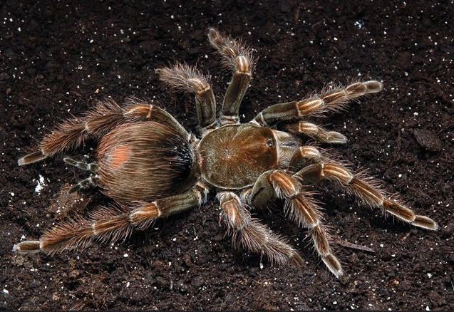 pam巴西粉红捕鸟蛛 3l 幼体 ts爬魂