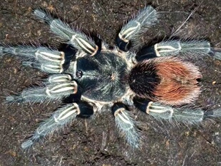 卡哈马卡绿美人橙尾种 4CM左右公母 TS爬魂 Cajamarca Orange