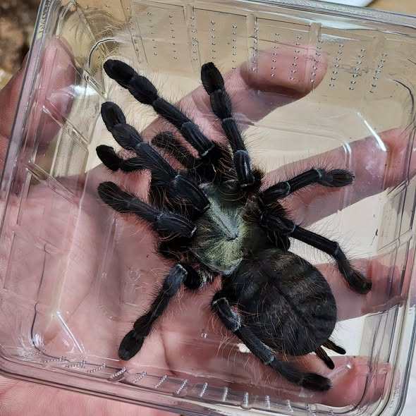 英灵殿树老虎 Omothymus sp Valhalla TS爬魂