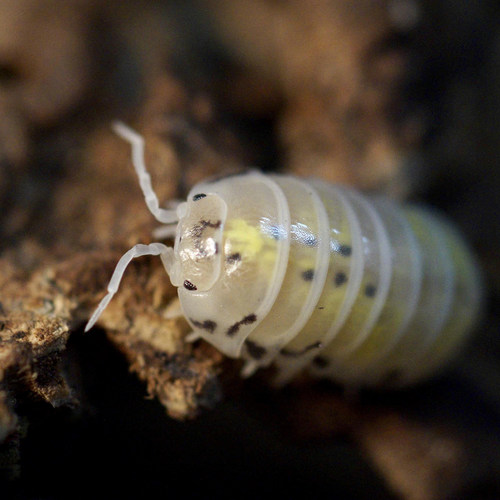 Armadillidium vulgare 魔法药水宠物鼠妇西瓜虫潮虫一组10个