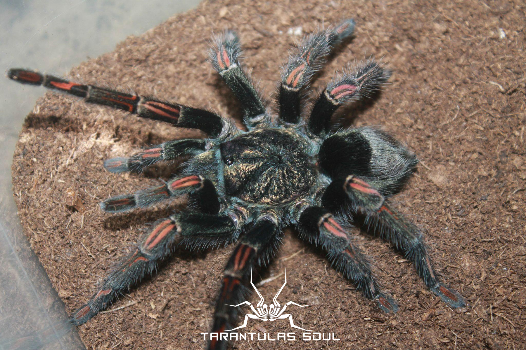 秘鲁炎纹巨人 T.SP  Fire stripe 3L幼体 TS爬魂 宠物蜘蛛
