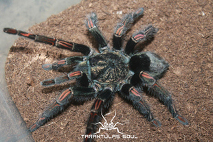 T.SP TS爬魂 Fire 3L幼体 宠物蜘蛛 stripe 秘鲁炎纹巨人