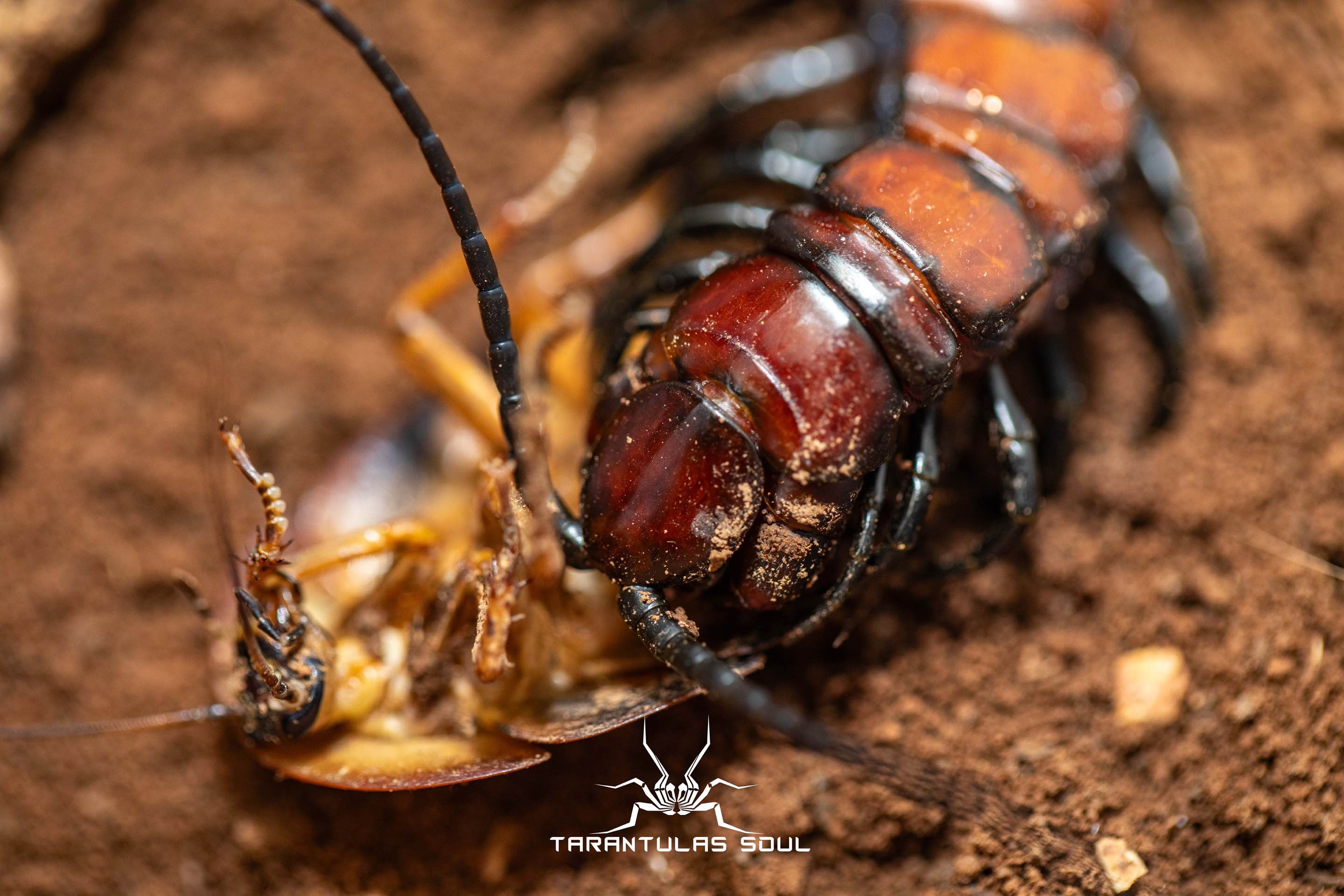 真.索科特拉鬼脚蜈蚣 幼体 Scolopendra valida