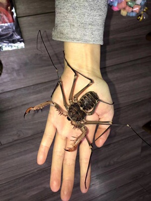 哈利波特宠物蜘蛛TS爬魂巨大鞭蛛