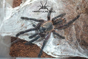 幻影树老虎 0.sp phancay蜘蛛 ts爬魂