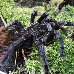 玻利维亚钢铁蓝 里奥班巴 rio urubamba 产地种  TS爬魂