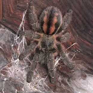 巴伊亚紫红树彩2.5-3厘米 宠物蜘蛛活体 IRIDOPELMA ZORODES