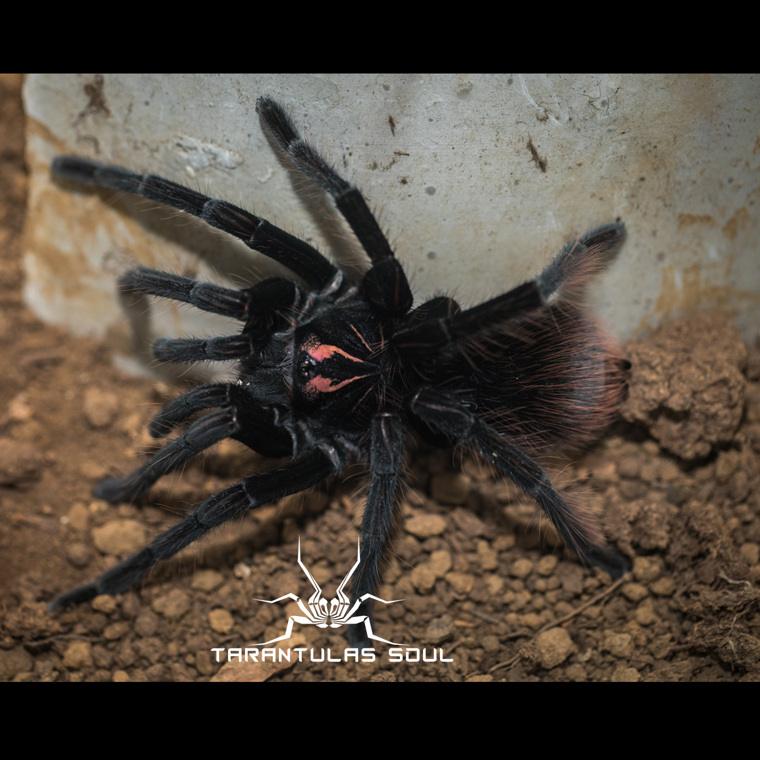 Pam属Aff美洲钢铁蓝