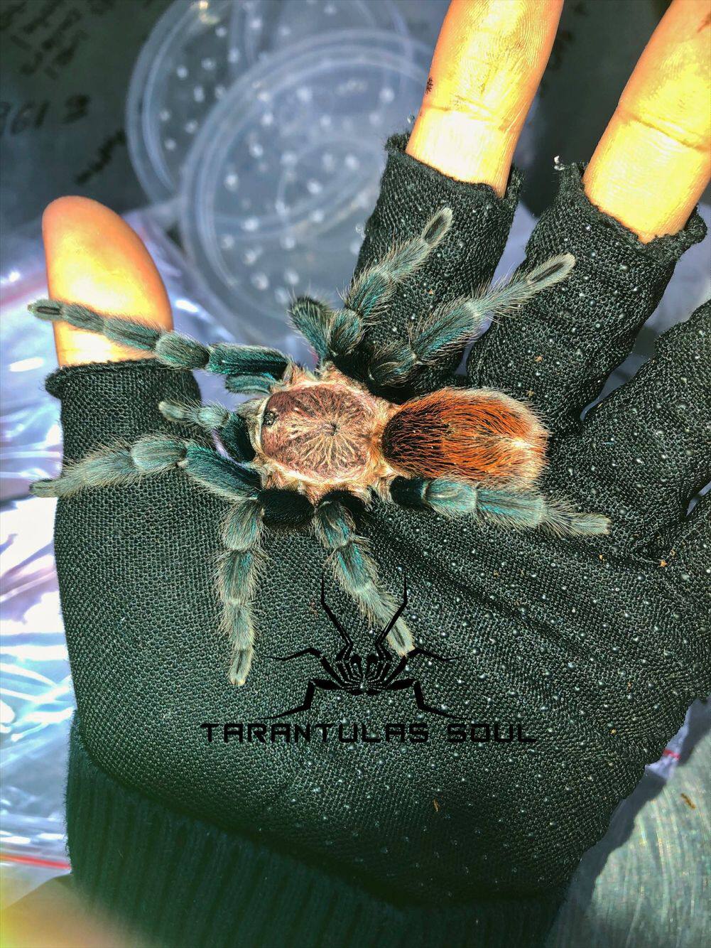 宠物蜘蛛TS爬魂橙红色捕鸟蛛