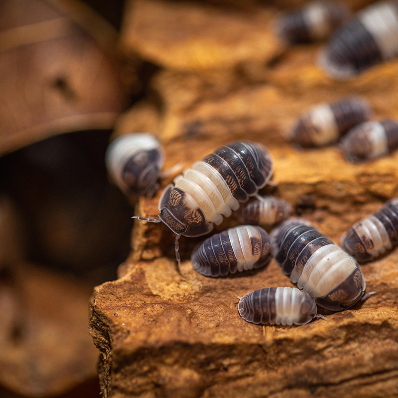 熊猫王卷壳虫鼠妇Cubaris sp. Pandaking潮虫宠物一组亚成10只