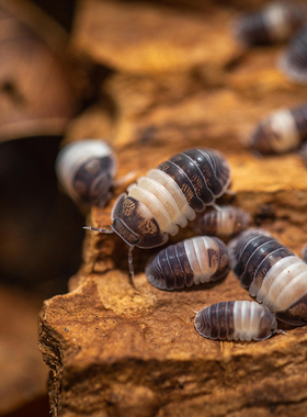 熊猫王卷壳虫鼠妇Cubaris sp. Pandaking潮虫宠物一组亚成10只