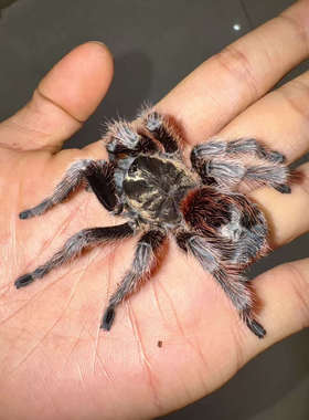 智利黑豹纹 3CM TS爬魂