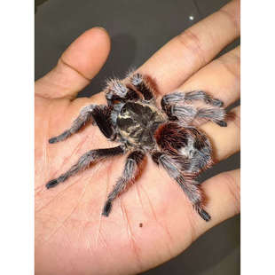 智利黑豹纹 3CM TS爬魂