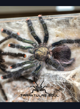 乌卡亚利粉趾 Avicularia sp Ucayali 母 幼体ts爬魂