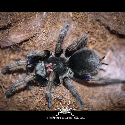 PAM厄瓜多尔紫腿  母 TS爬魂 宠物蜘蛛 捕鸟蛛