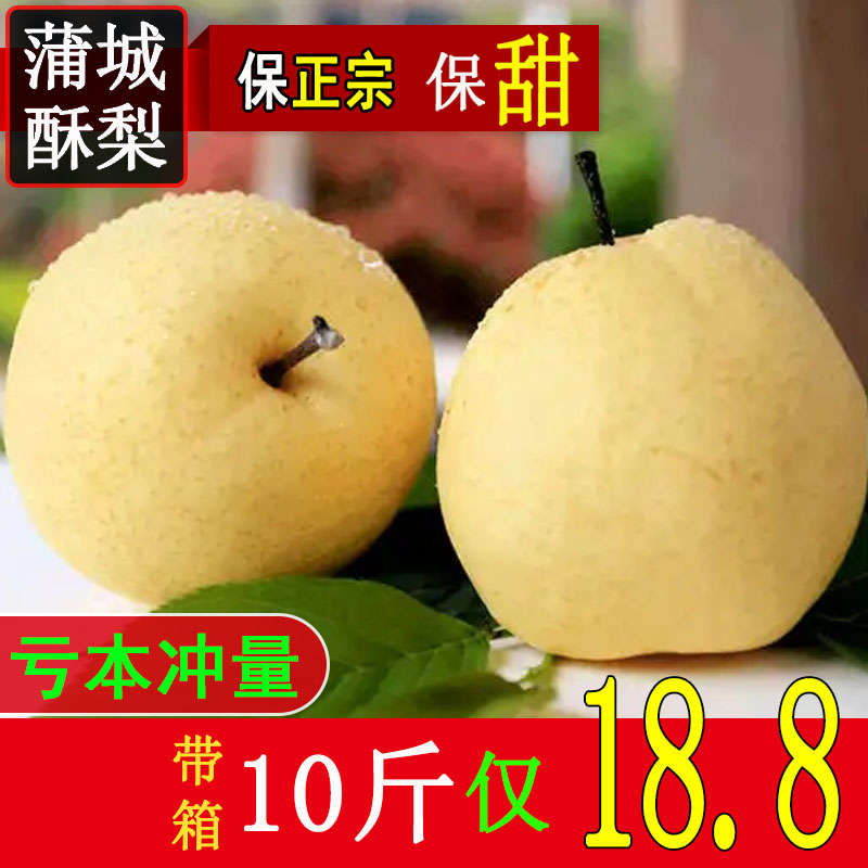 正宗陕西蒲城酥梨苹果梨子新鲜大荔红香酥梨子砀山梨酥梨