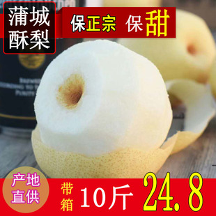 陕西蒲城酥梨苹果梨子新鲜10斤大荔红香酥梨子正宗砀山梨酥梨