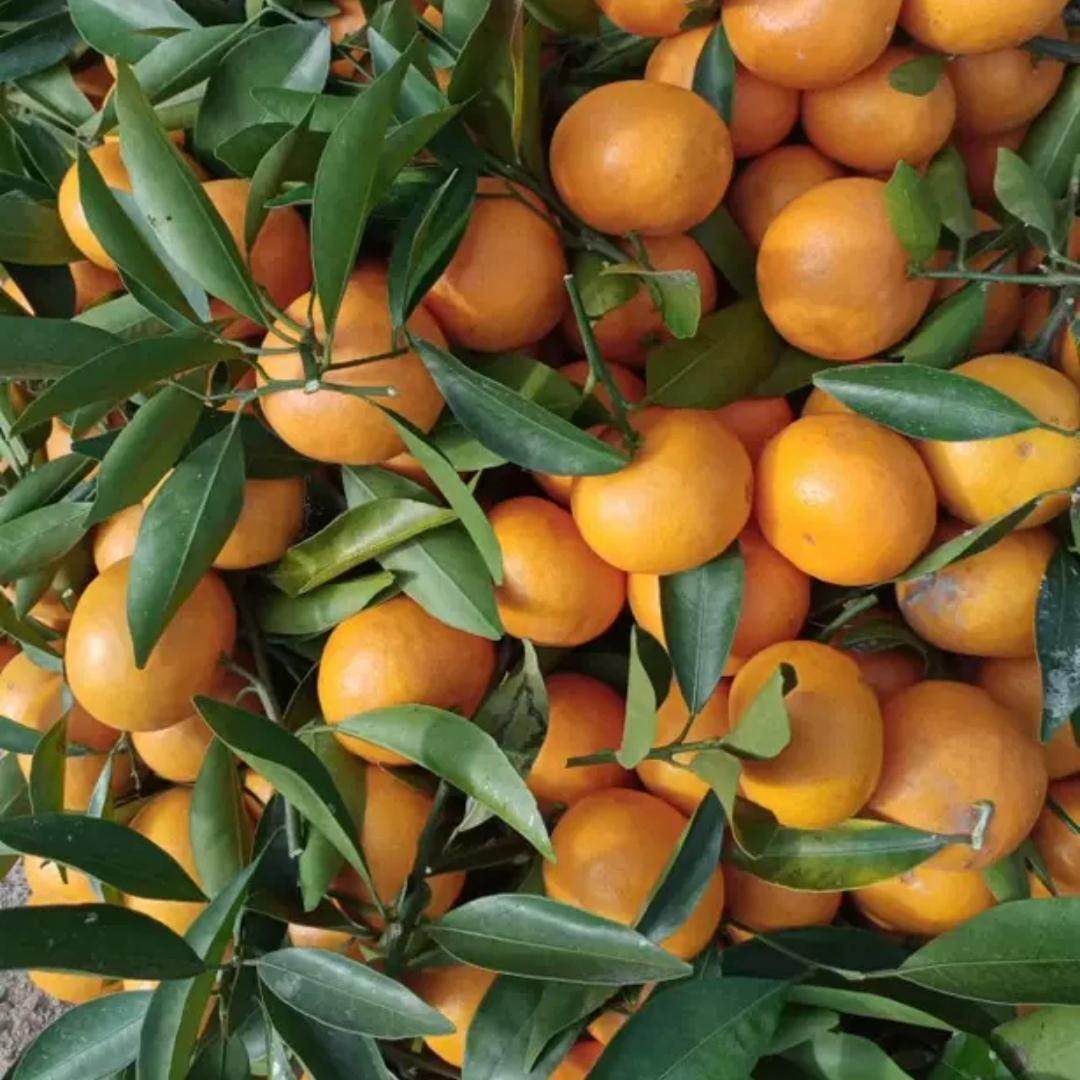 惠州龙门年桔新鲜现摘薄皮桔子10斤整箱当季水果酸甜产地直发包邮,水产肉类/新鲜蔬果/熟食,桔子,淘宝优惠券,粉丝福利购,淘宝优惠卷