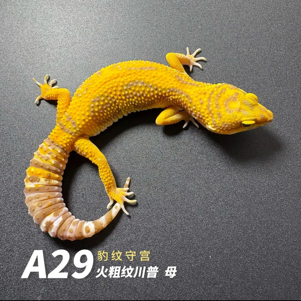豹纹守宫活体新手入门爬宠蜥蜴守宫饲养活体简易饲养爬虫网红爬宠