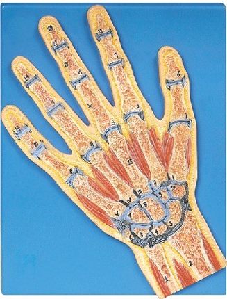 手关节剖面模型A11204