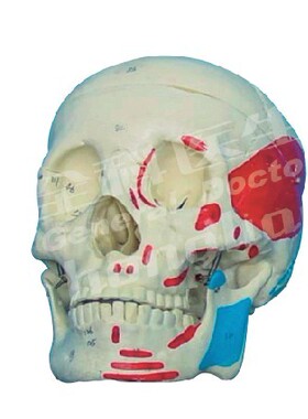 成人头颅骨肌肉着色模型A11111/2