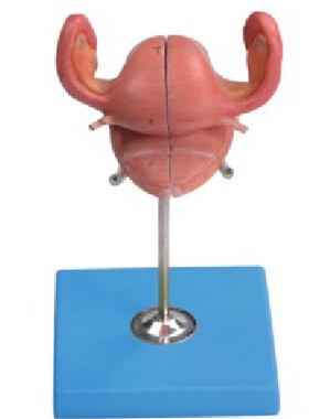 子宫解剖模型/人体医学解剖培训模型GD/A15109