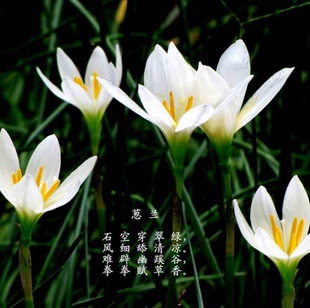 花卉庭院花坛植物花卉盆栽 葱兰 风雨兰 韭菜兰 桌面绿植盆栽四季