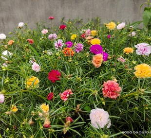 太阳花苗多年生宿根阳台庭院耐热花卉夏秋开花耐旱易养粘土就活