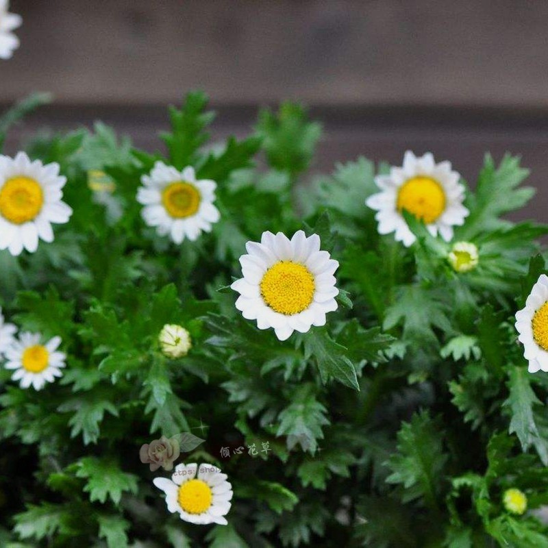 白晶菊盆栽苗雪地花苗 黄晶菊闪亮花苗耐寒庭院室内阳台花期长
