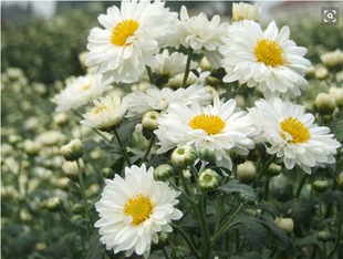 杭州白菊食用菊花盆栽室内观花花卉 杭白菊盆栽苗 可观赏可食用