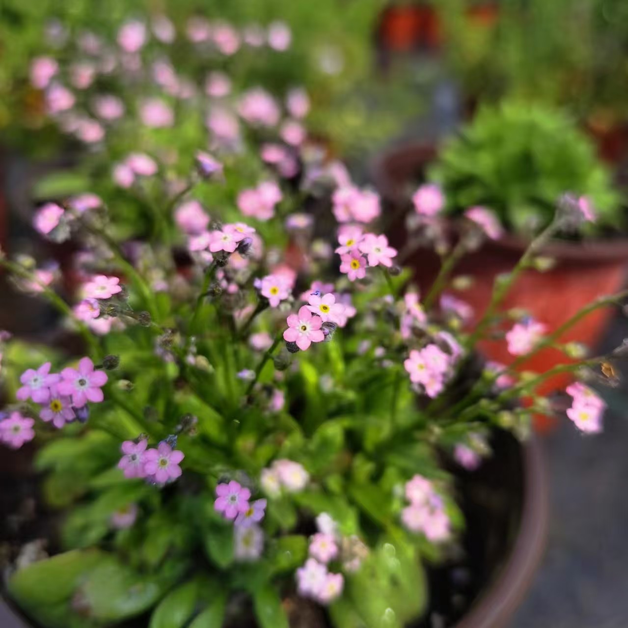 粉花勿忘我盆栽苗星辰花