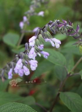 新品绒毛玫瑰鼠尾草盆栽苗 淡紫色 庭院阳台造景园艺花卉耐热耐寒