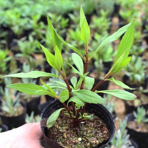 佩兰苗阳台庭院自产自销