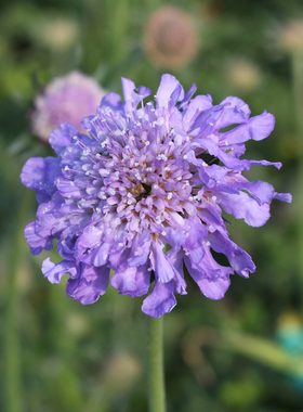 矮生蓝盆花盆栽苗 多年生 丰花可切花 耐寒阳台庭院花镜植物花卉