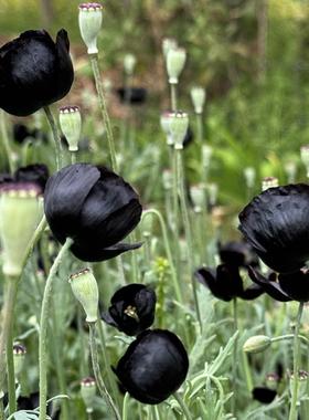 黑色虞美人盆栽苗 黑魔法 阳台庭院花园花镜植物 黑色花卉苗