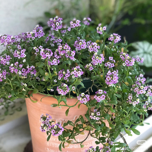 香雪球盆栽苗 开花好养阳台庭院秋播冬天开花 耐寒垂吊植物多季