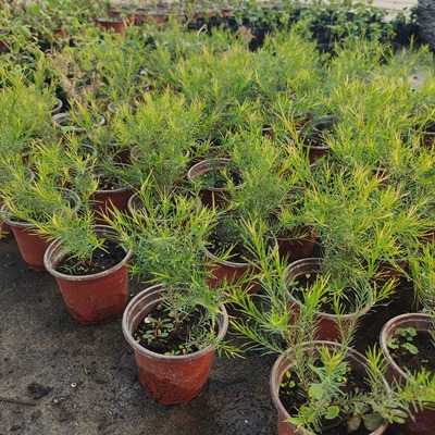 澳洲茶树盆栽苗净化空气精油纯露