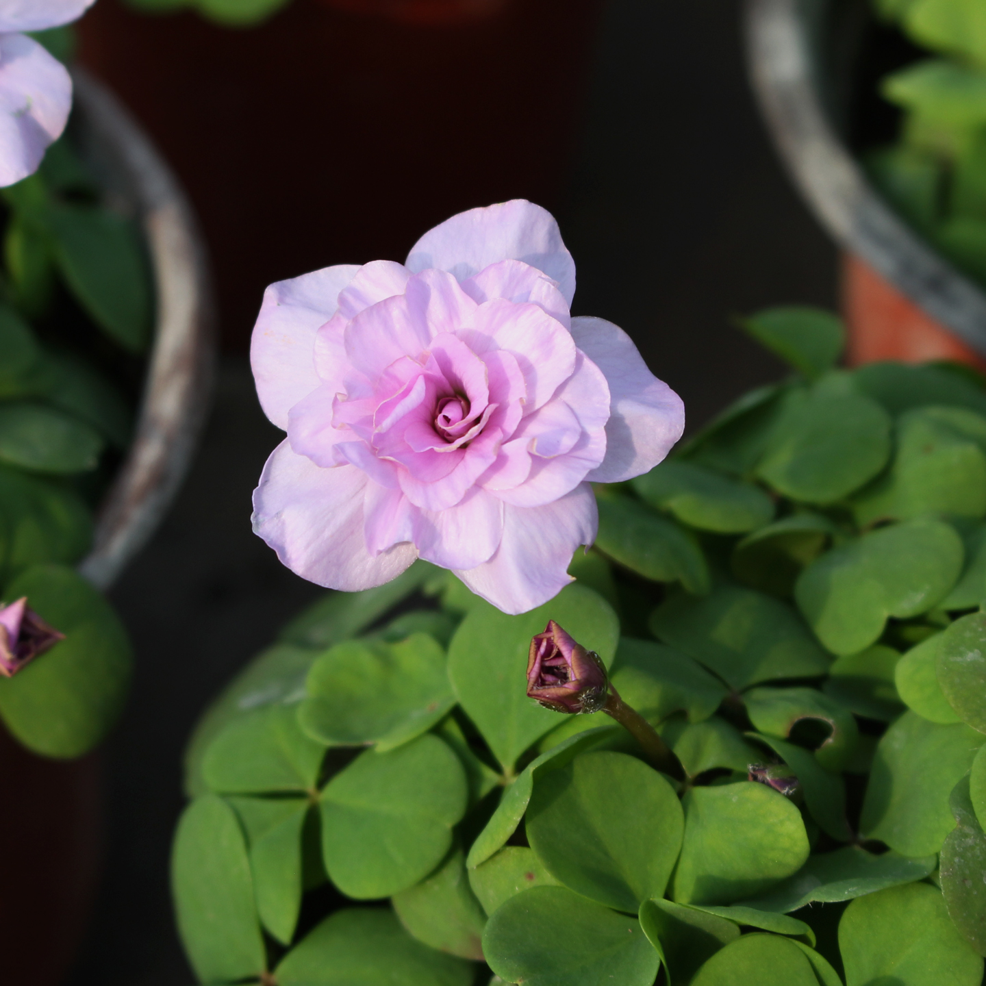 酢浆草盆栽苗粉重桃之辉系列