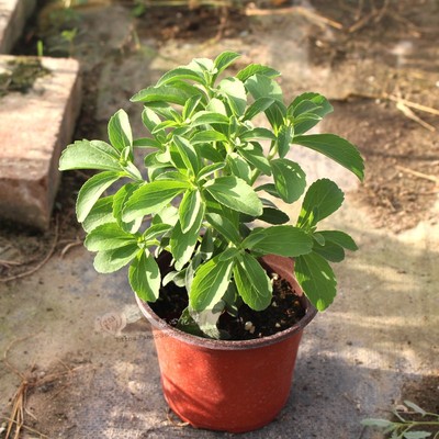 甜叶菊盆栽苗阳台庭院替代糖制品