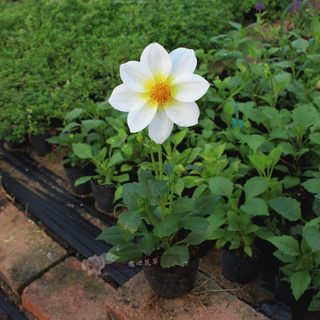 小丽花盆栽苗 种子多年生植物观赏小草花 花园庭院四季种易活