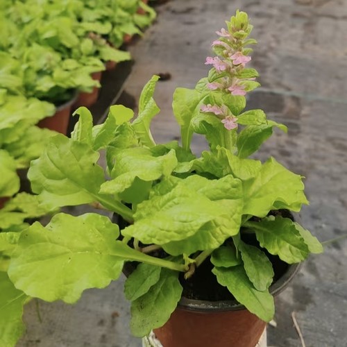 黄金筋骨草盆栽苗耐寒耐热植物