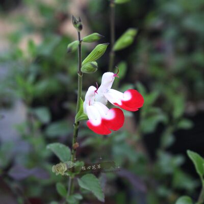 樱桃鼠尾草阳台庭院花期长多年生