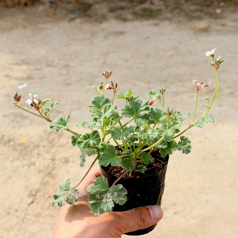 苹果天竺葵苗  阳台办公室观花天竺葵盆栽  食用香草花卉小盆栽